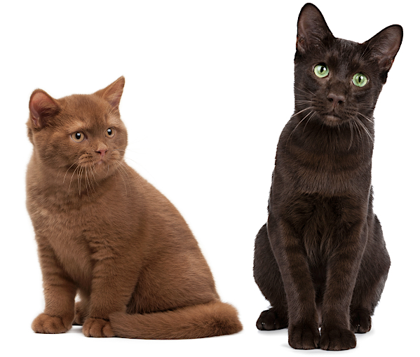 A cinnamon British shorthair and a chocolate Havana Brown
