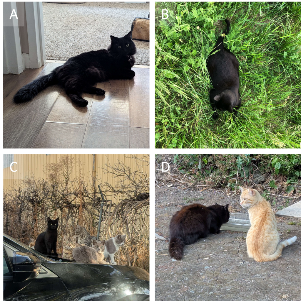 Four pictures, each with one black cat and numbered A to D.
