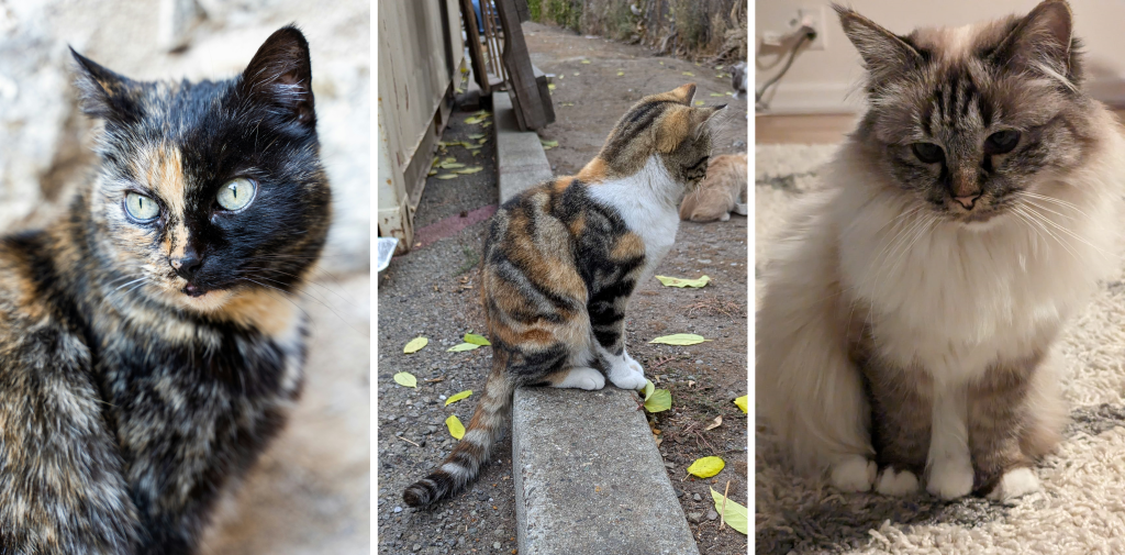 A tortoiseshell cat, a calico cat, and a Birman cat.