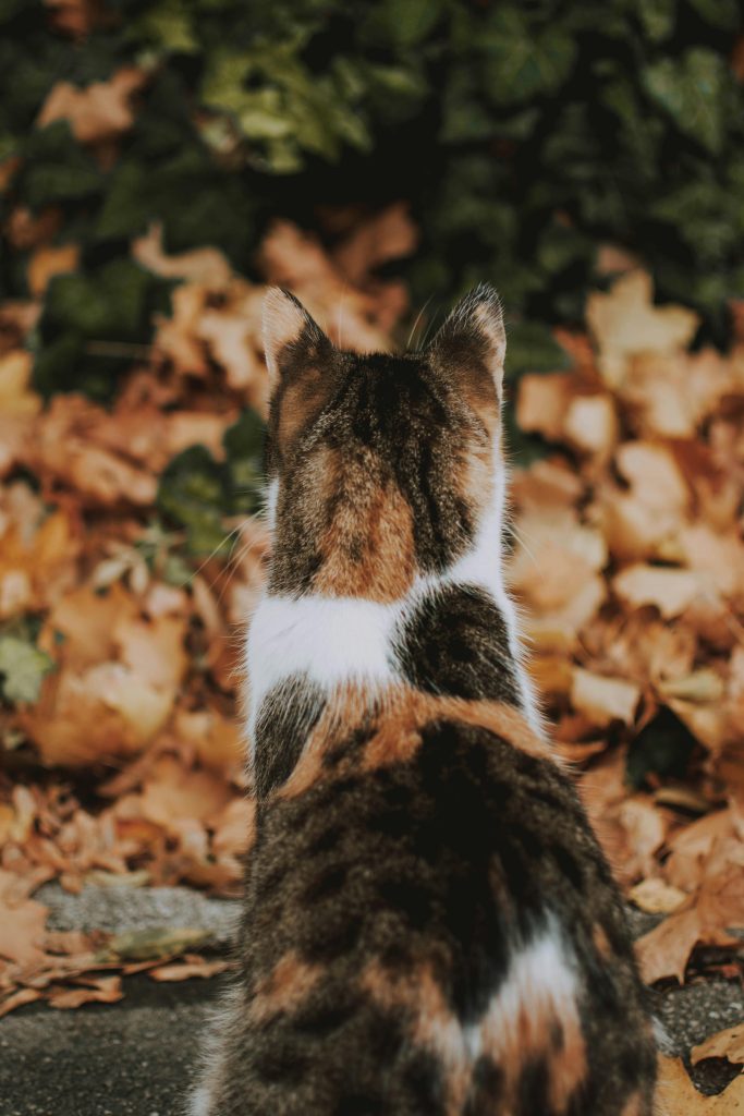 A calico cat