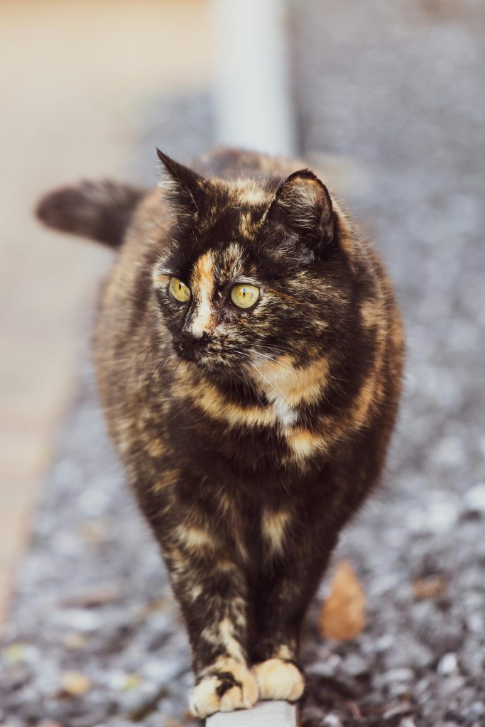 A tortoiseshell cat