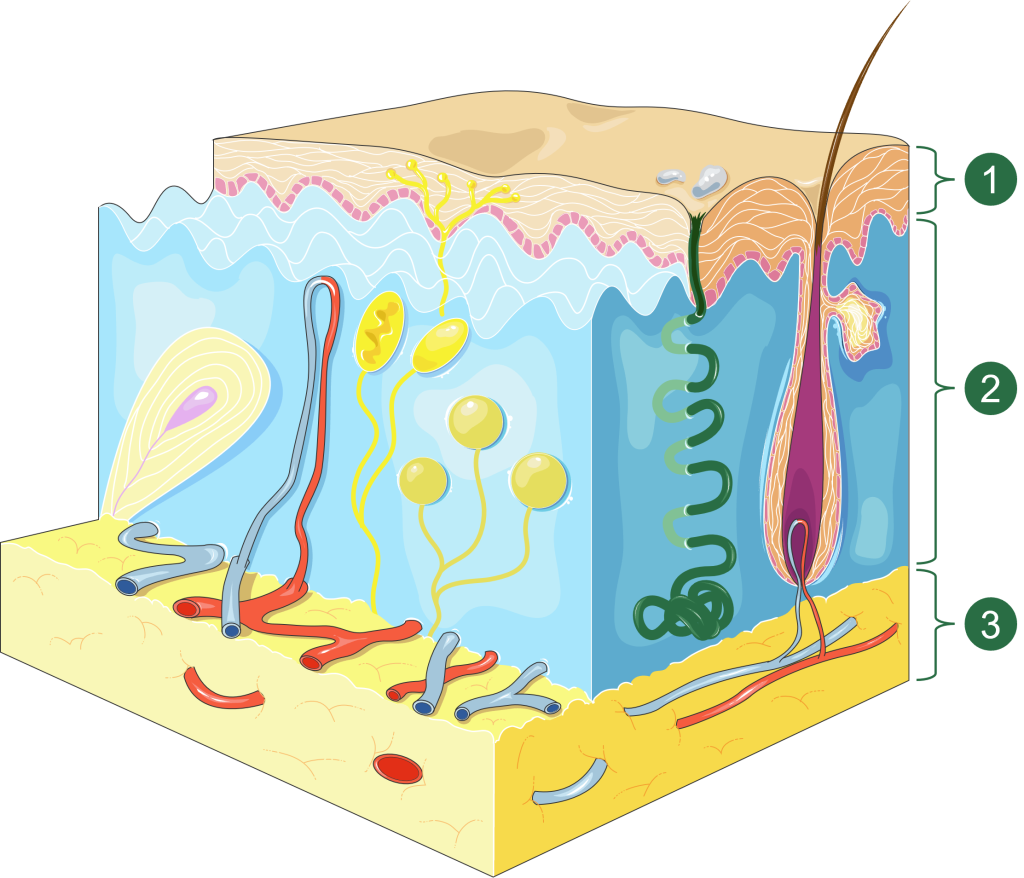 A schema of skin layers, numbered 1 for the top-most layer, through 3 for the base layer